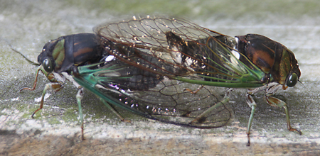 Beautiful Cicadas mating