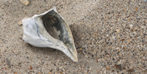 Conch type shells are rare on most beaches