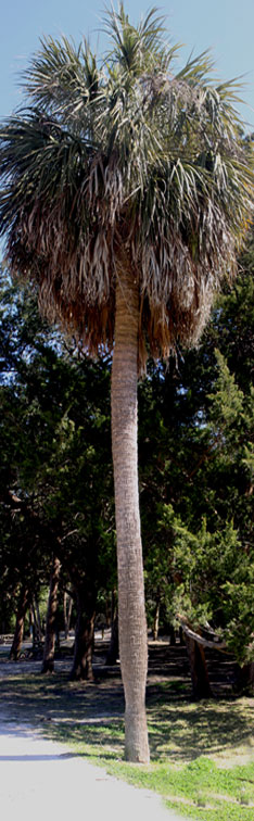 Edisto Beach has some of the tallest Palmettos anywhere.