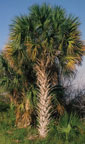 I photographed this palm in the "wild" in Florida in 2006.