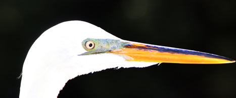 The magnificent, dignified head of a great egret.