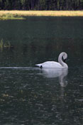 North American trumpeter swan, Cook's Inlet, AK